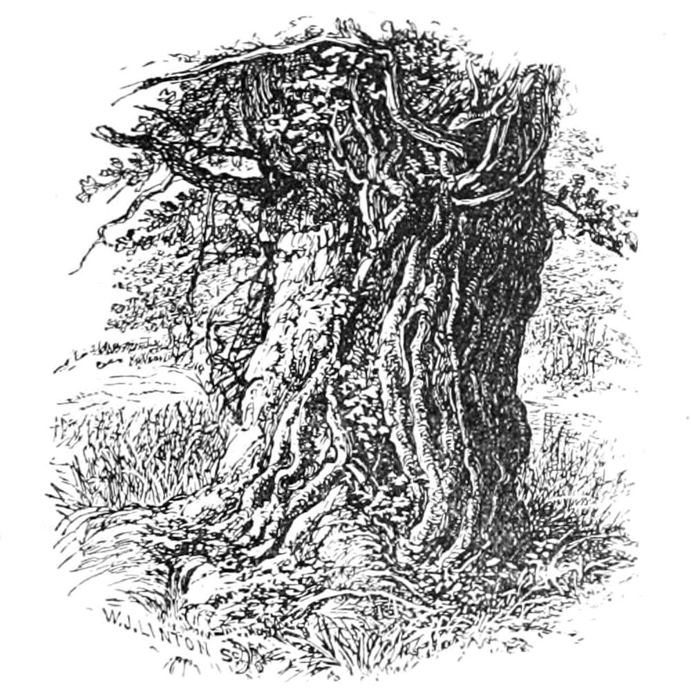 Old Oak in Boldrewood by Walter Crane