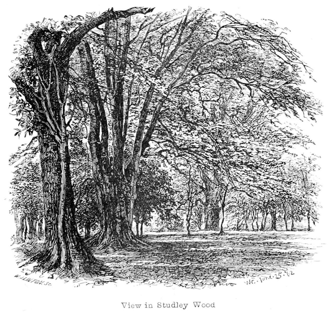 The New Forest: Its History and Its Scenery by Walter Crane