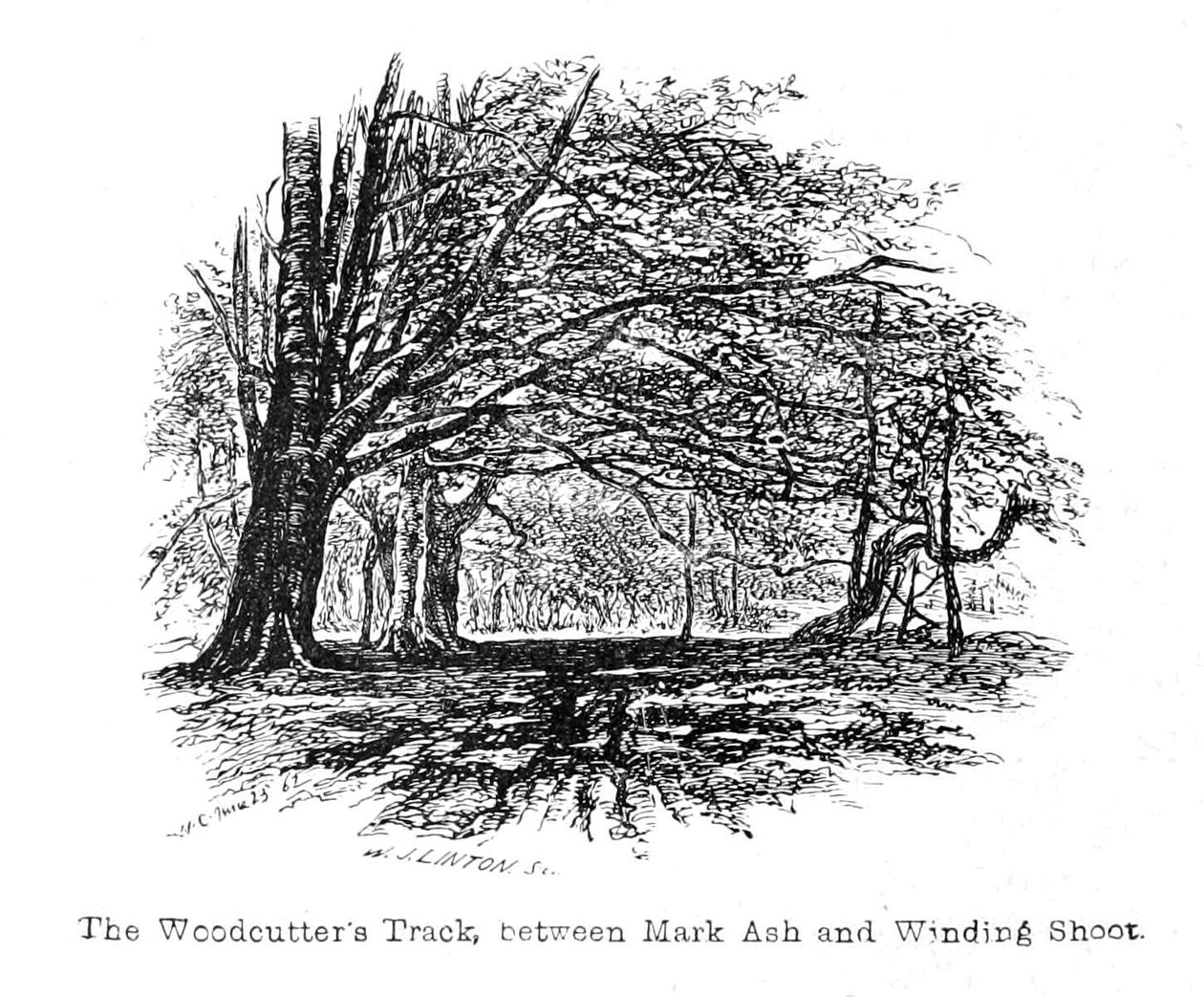The Woodcutter