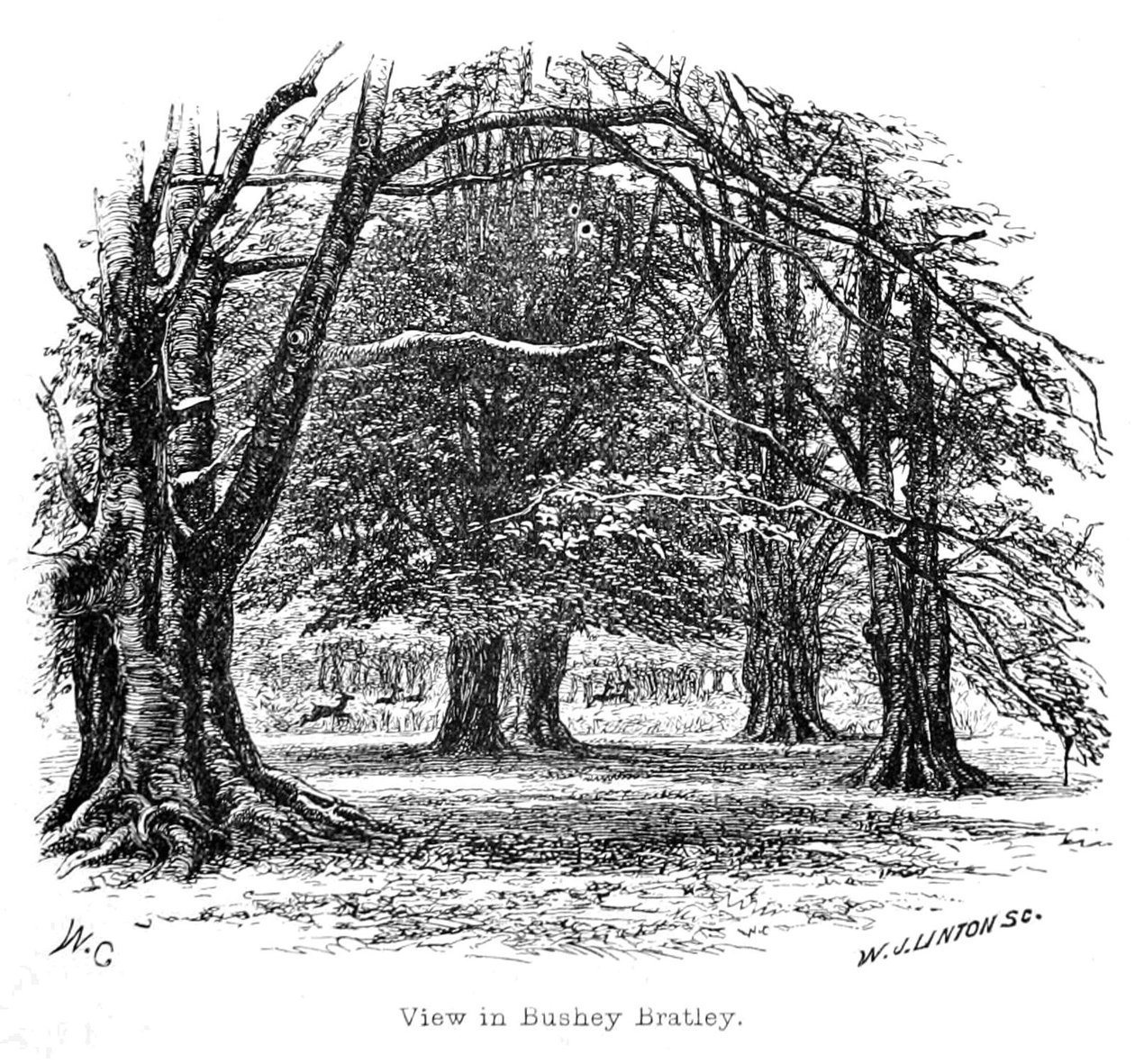 View in Bushey Bratley by Walter Crane