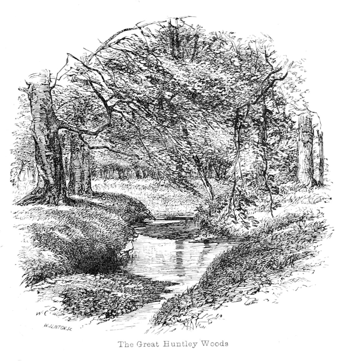View in the Great Huntley Woods by Walter Crane