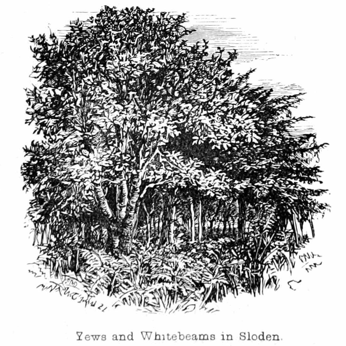 Yews and Whitebeams in Sloden by Walter Crane