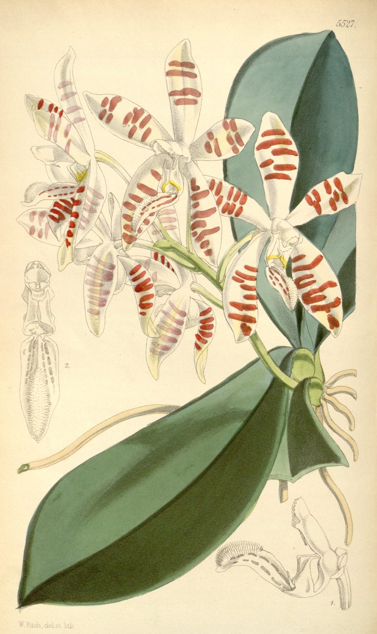 Illustration of Phalaenopsis Sumatrana by Walter Hood Fitch
