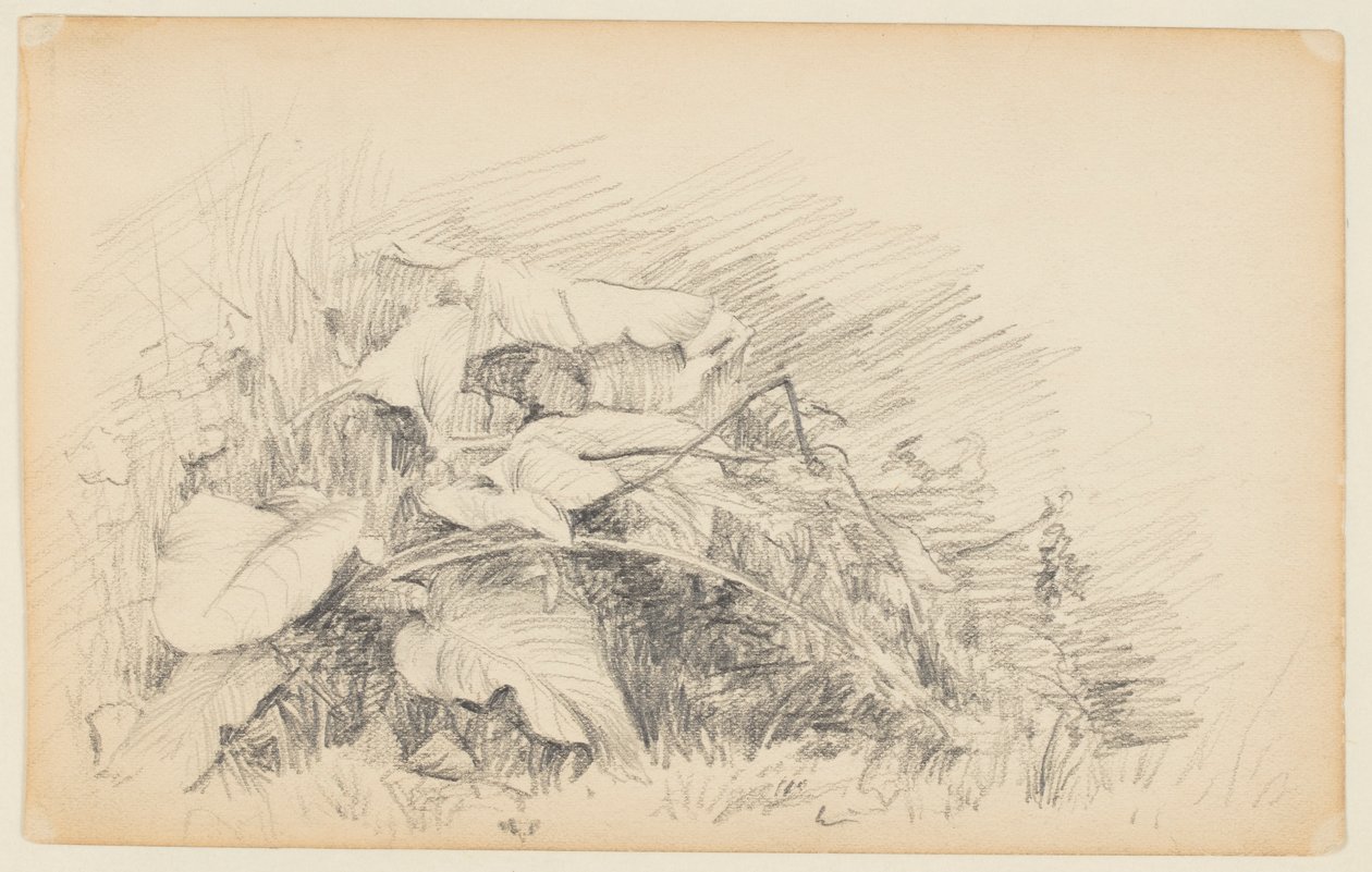 Study of Grass and Plants by Walter Clark