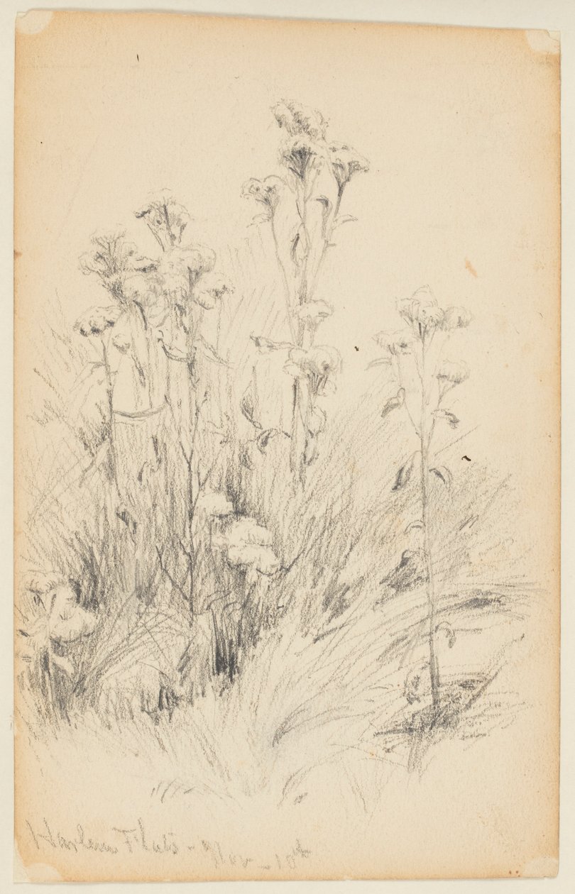 Study of Thistles and Grass, Harlem Flats by Walter Clark