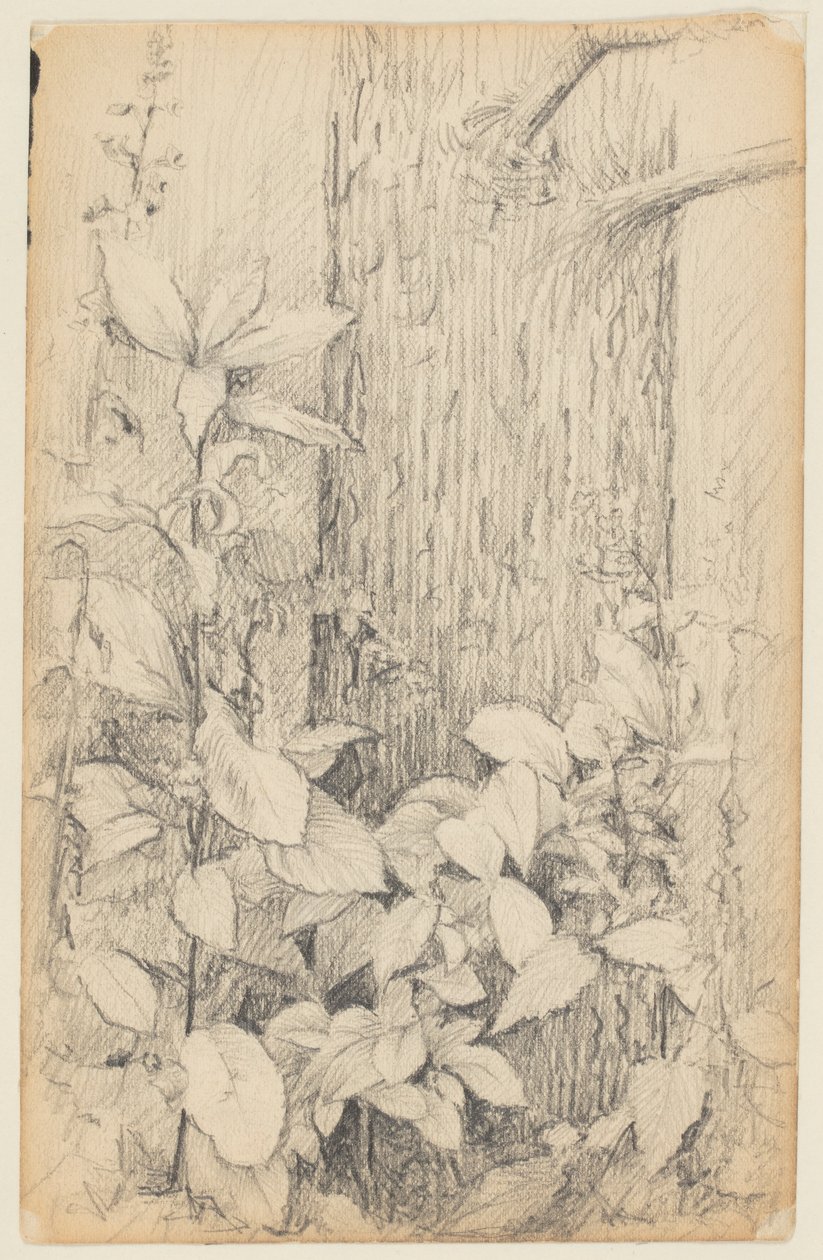 Study of Undergrowth by Walter Clark