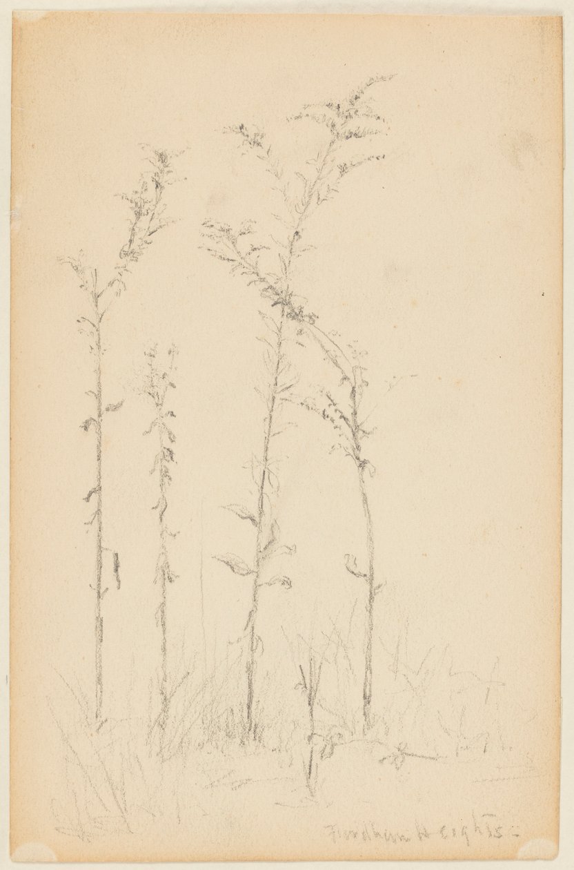 Study of Wild Plants, Fordham Heights by Walter Clark