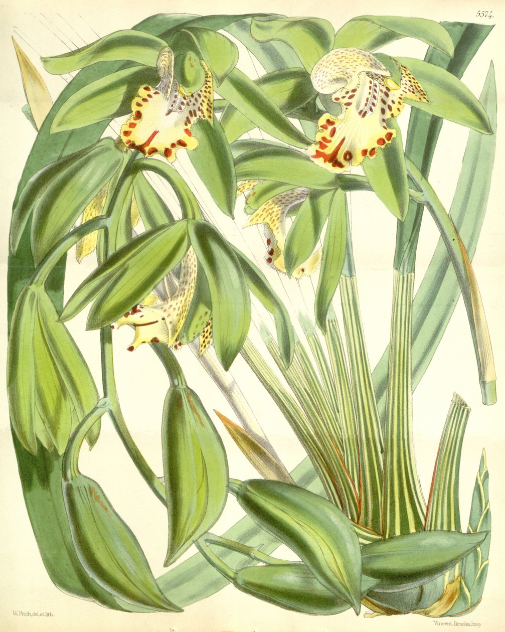 Cymbidium Hookerianum by Walter Hood Fitch