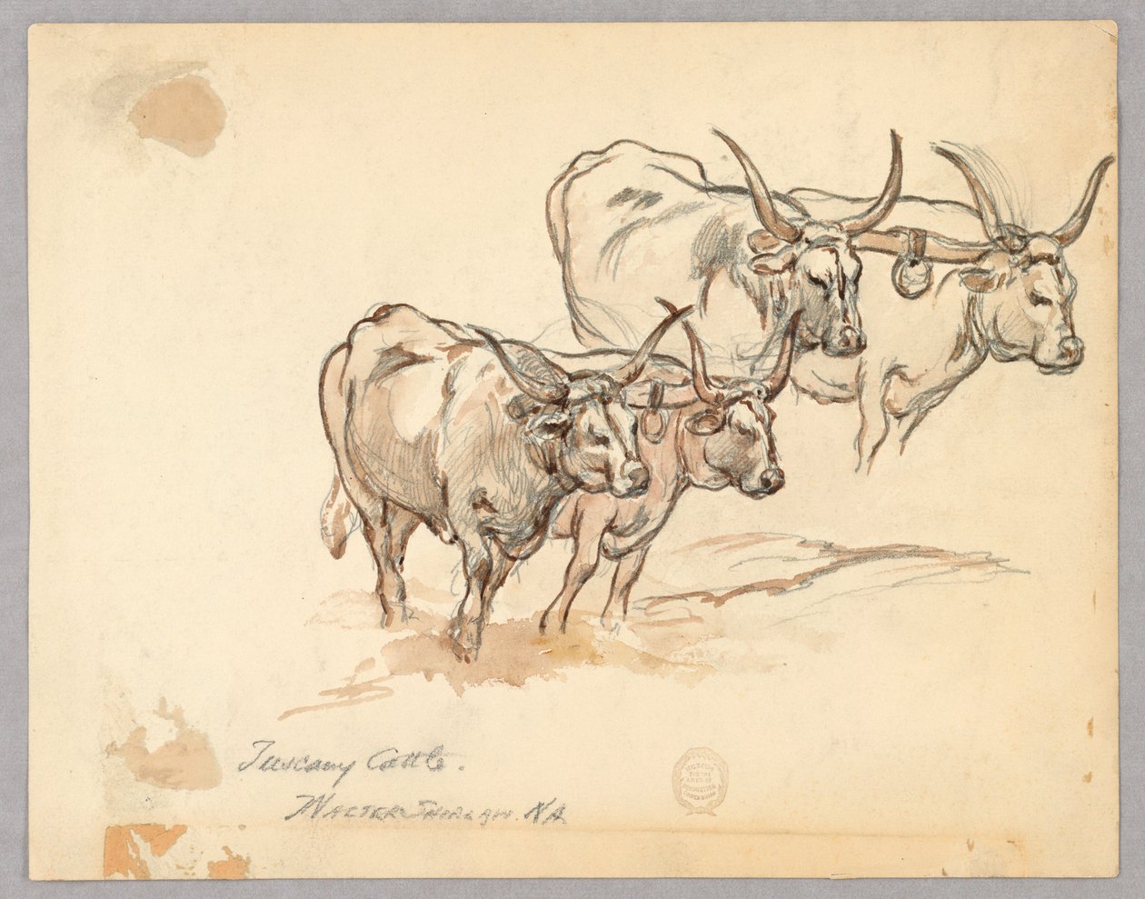 Study of Cattle in Tuscany by Walter Shirlaw