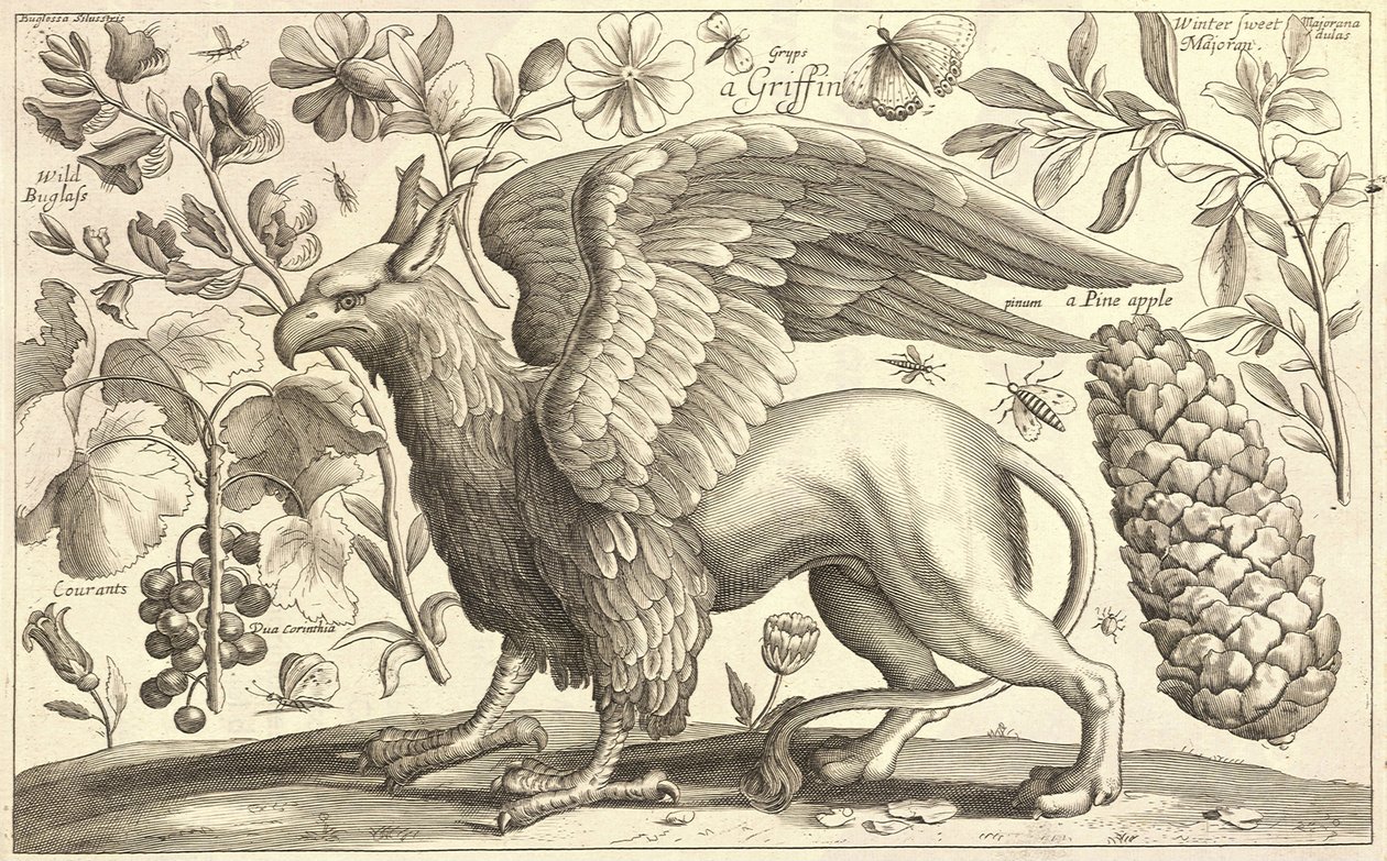 A Griffin by Wenceslaus Hollar