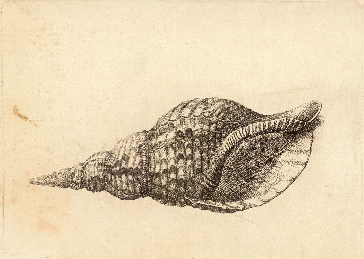 Charonia tritonis by Wenceslaus Hollar