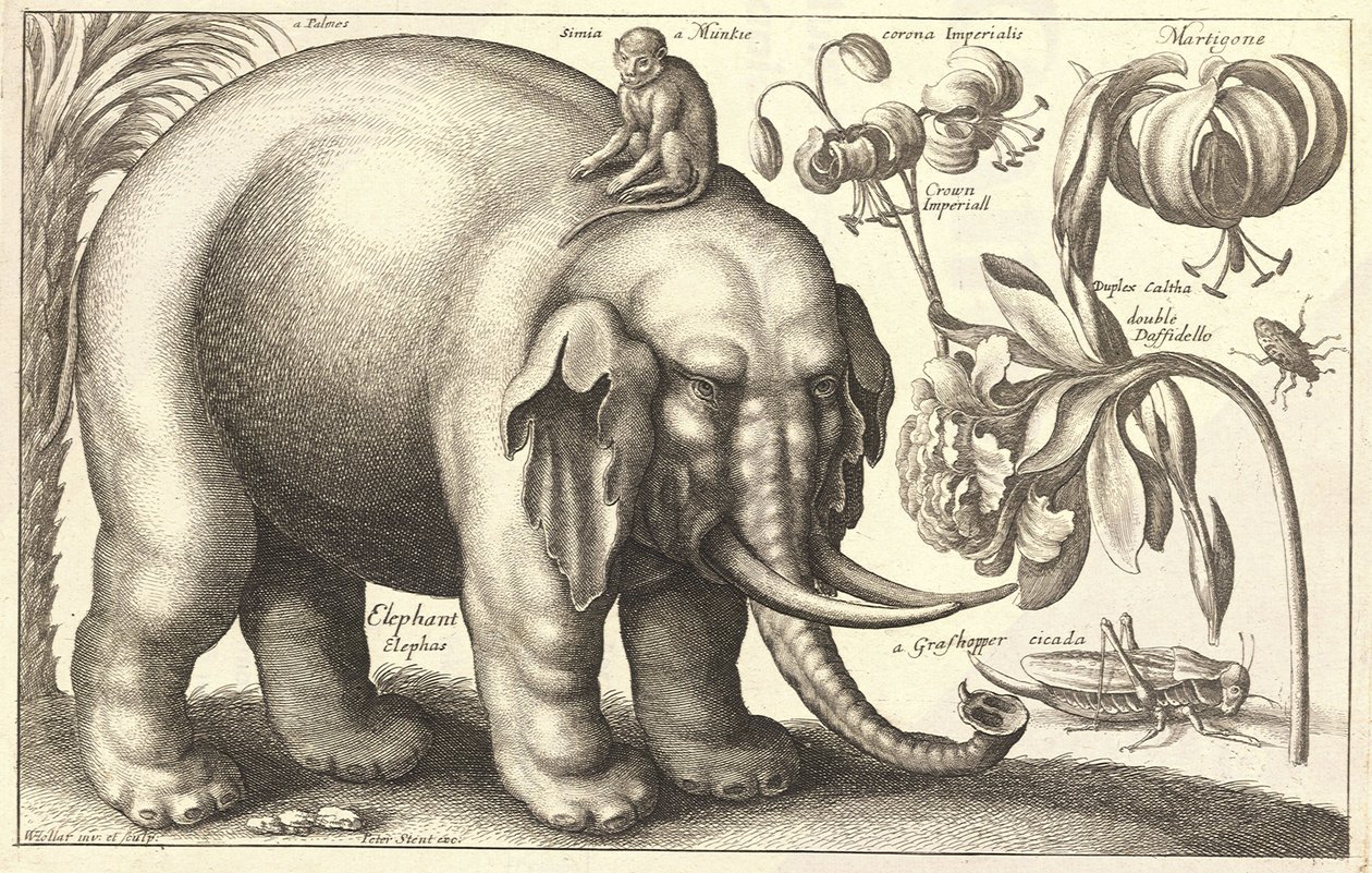 Elephant and Flowers (State 2) by Wenceslaus Hollar