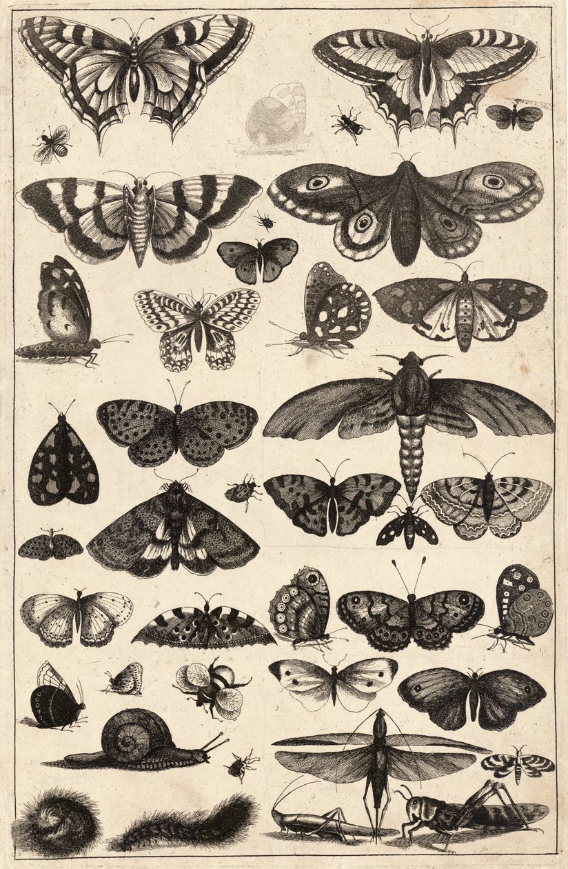 Forty-One Insects by Wenceslaus Hollar