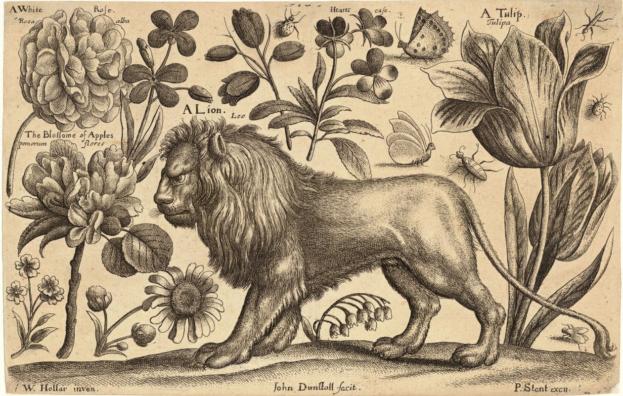 Lion and Tulip by Wenceslaus Hollar