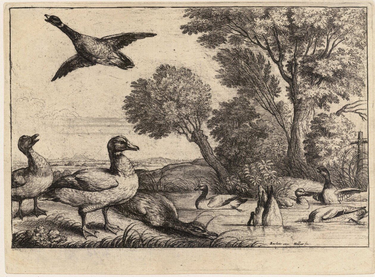 Nine Ducks (State 2) by Wenceslaus Hollar