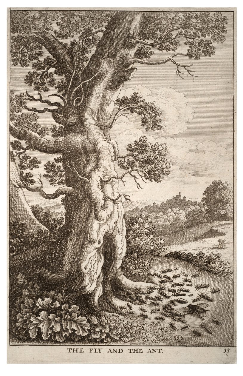 The Fly and the Ant by Wenceslaus Hollar