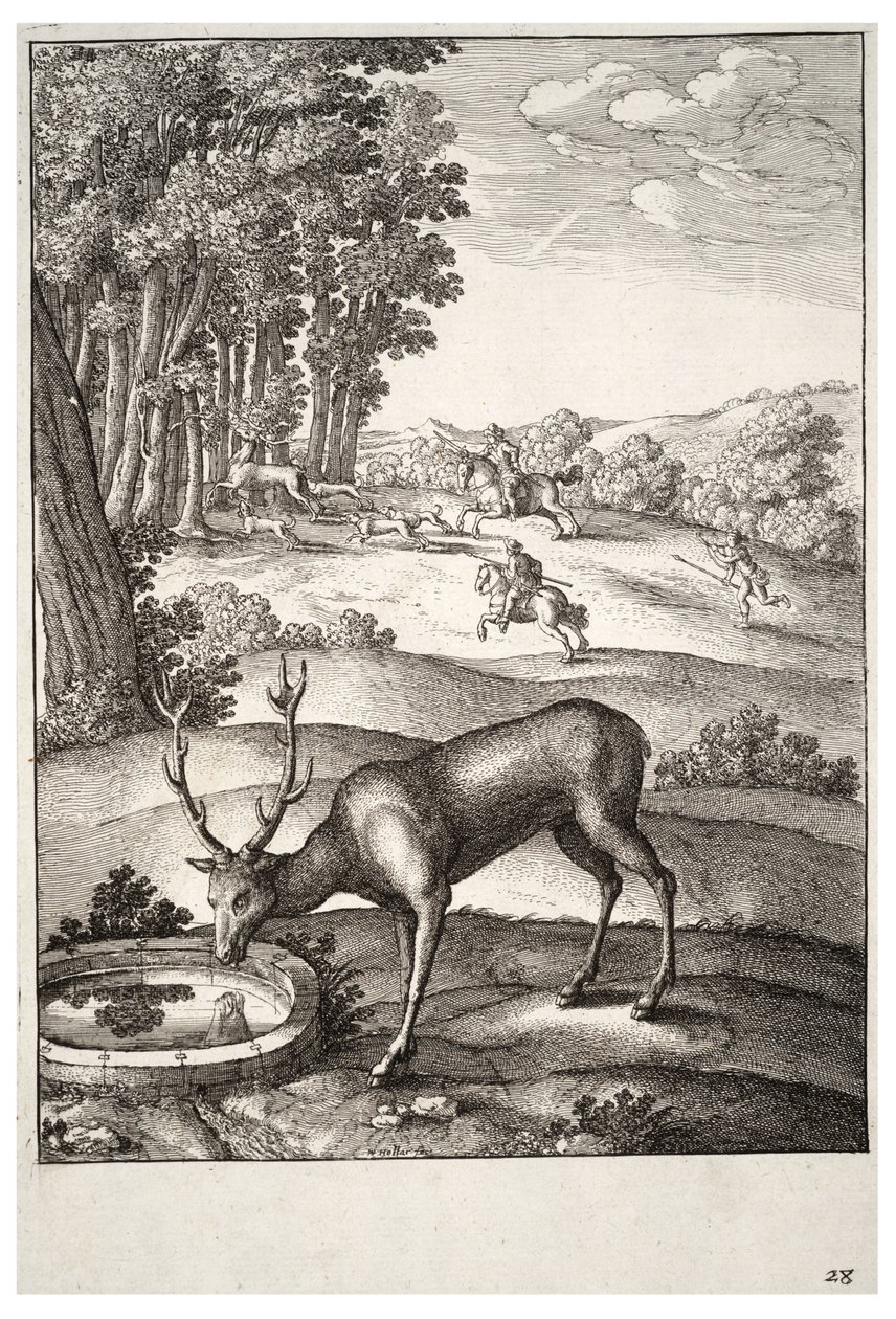 The Stag. State 2 by Wenceslaus Hollar