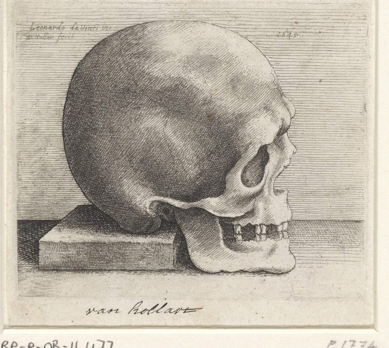 Anatomical Study of a Skull by Wenceslaus Hollar