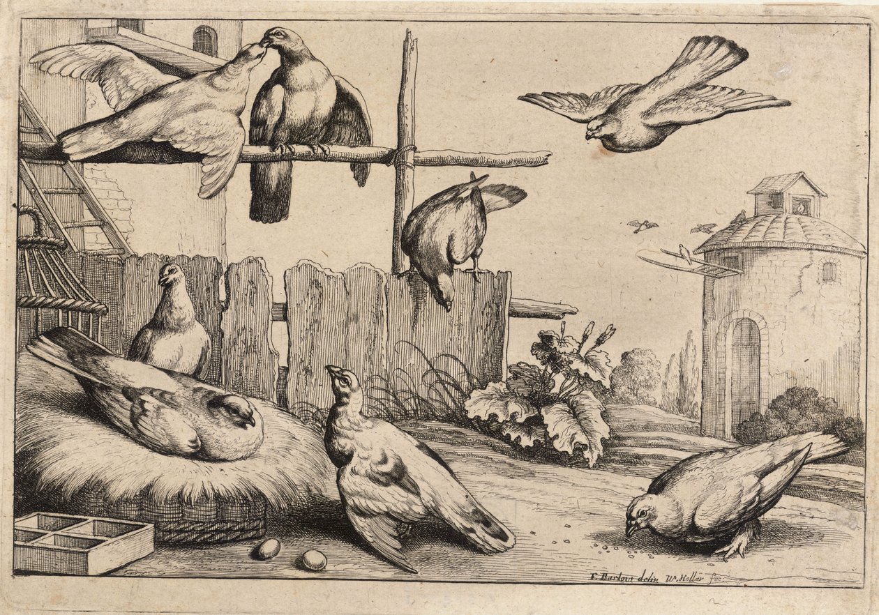 Eight doves (State 1) by Wenceslaus Hollar