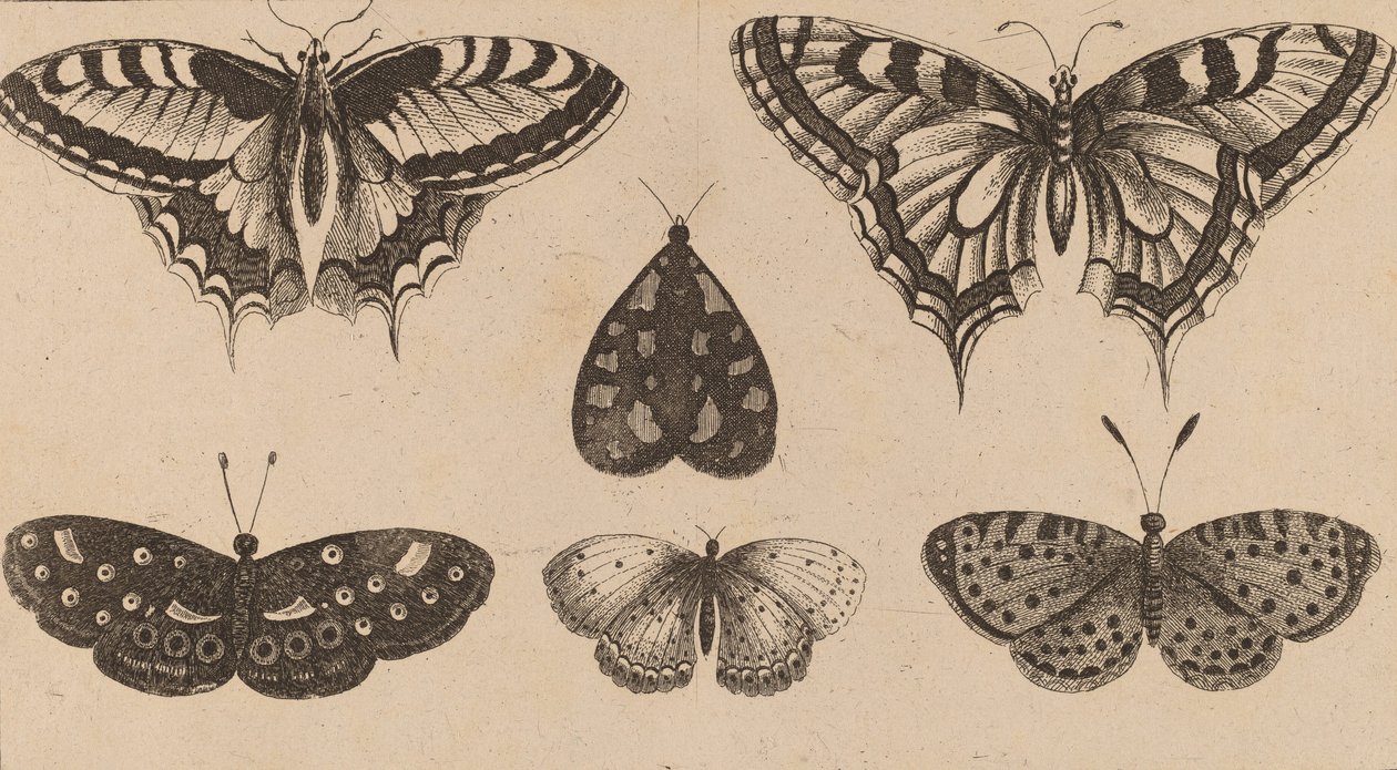 Five Butterflies and a Moth by Wenceslaus Hollar