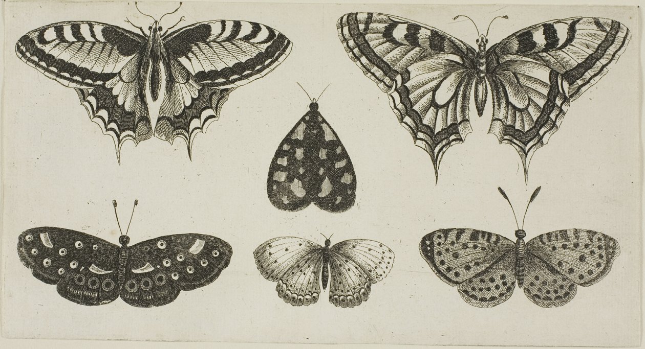 Five Butterflies and a Moth by Wenceslaus Hollar