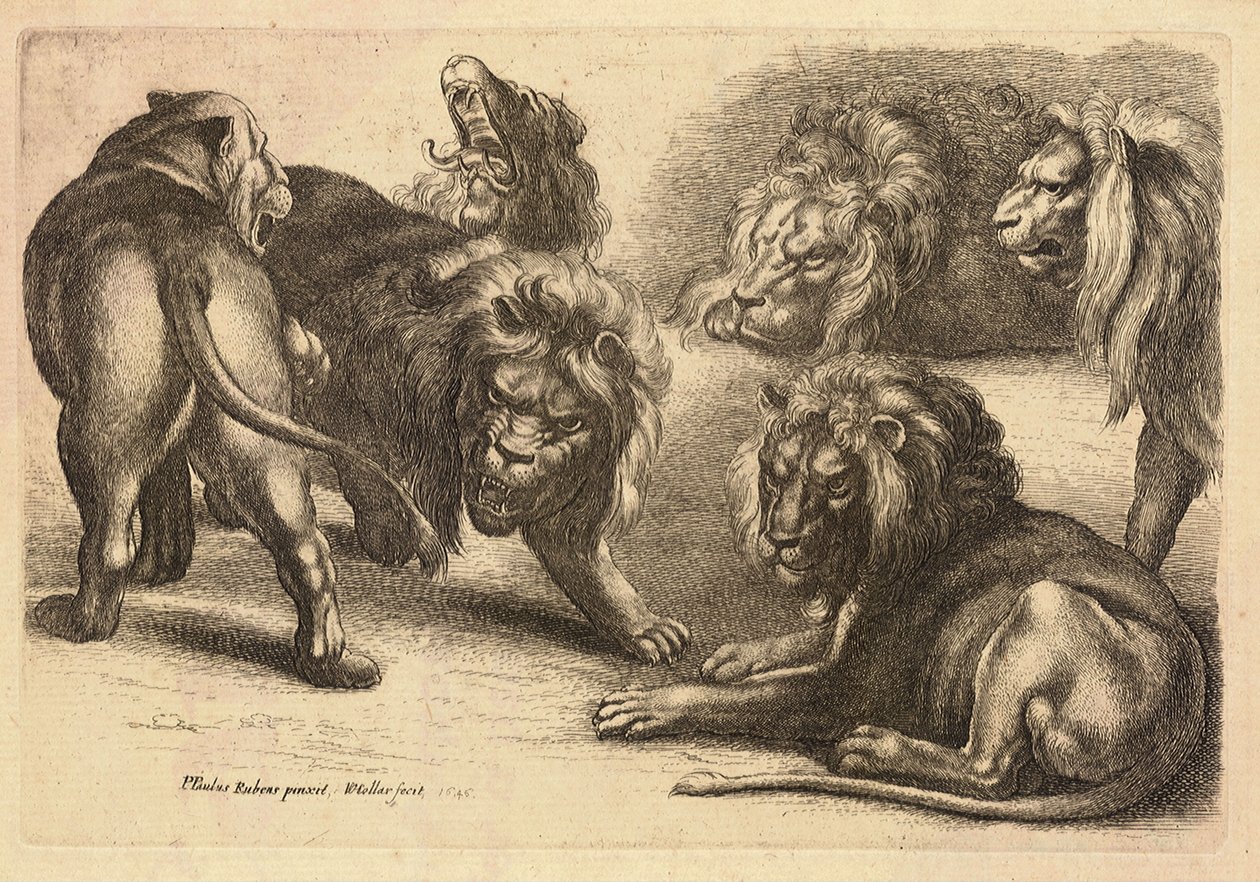 Five lions and a lioness, after Rubens by Wenceslaus Hollar