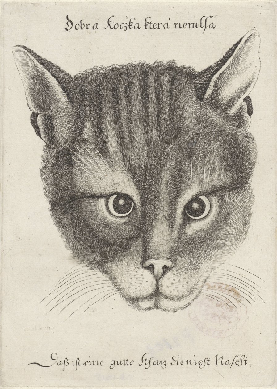 Head of a Cat by Wenceslaus Hollar