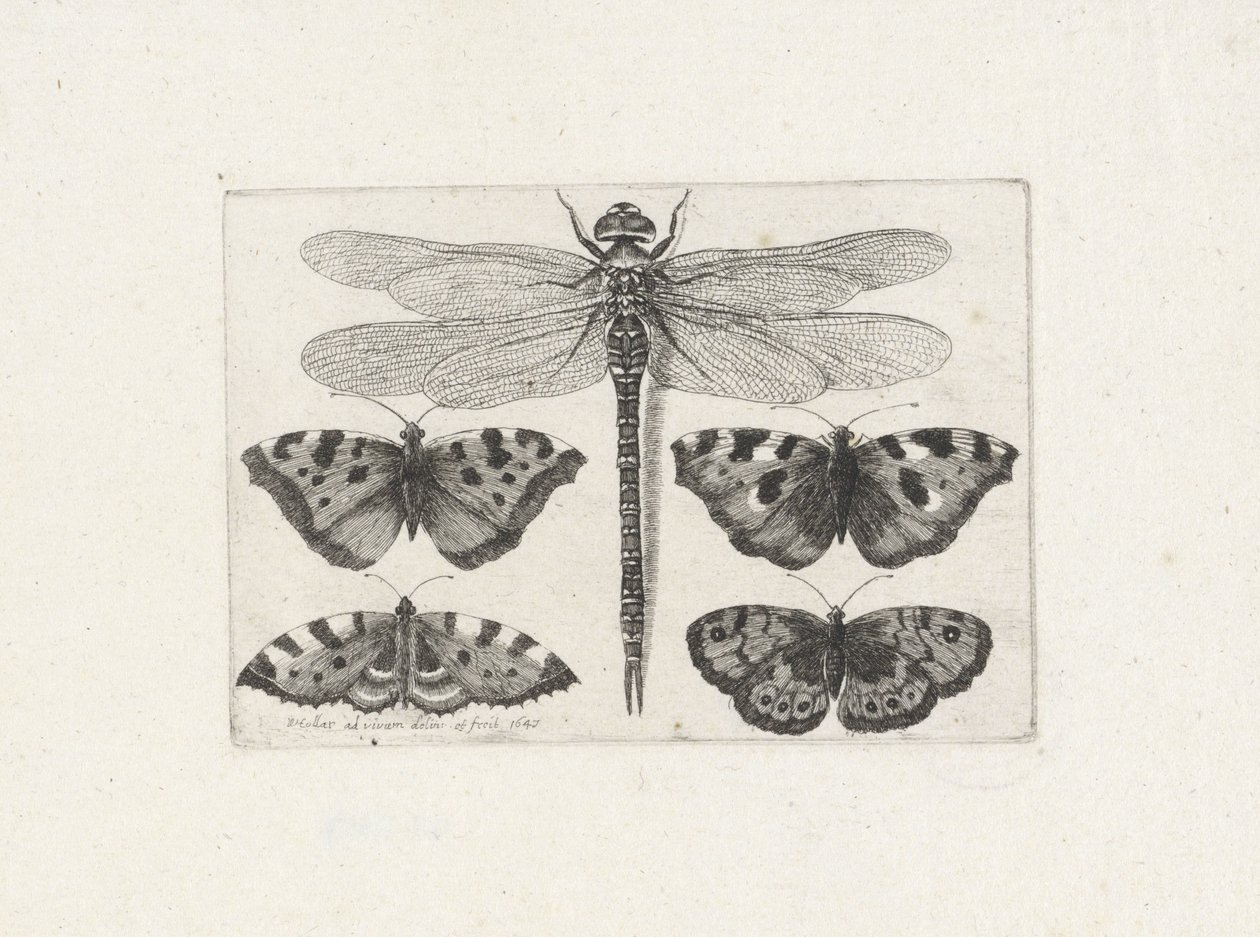 Dragonfly and Four Butterflies by Wenceslaus Hollar