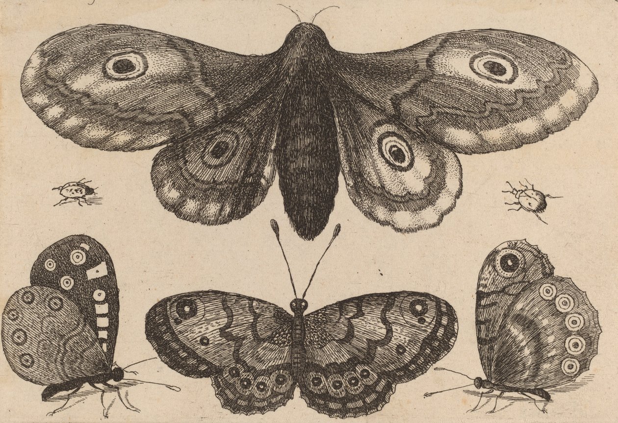 Moth, Three Butterflies, and Two Beetles, 1646 by Wenceslaus Hollar