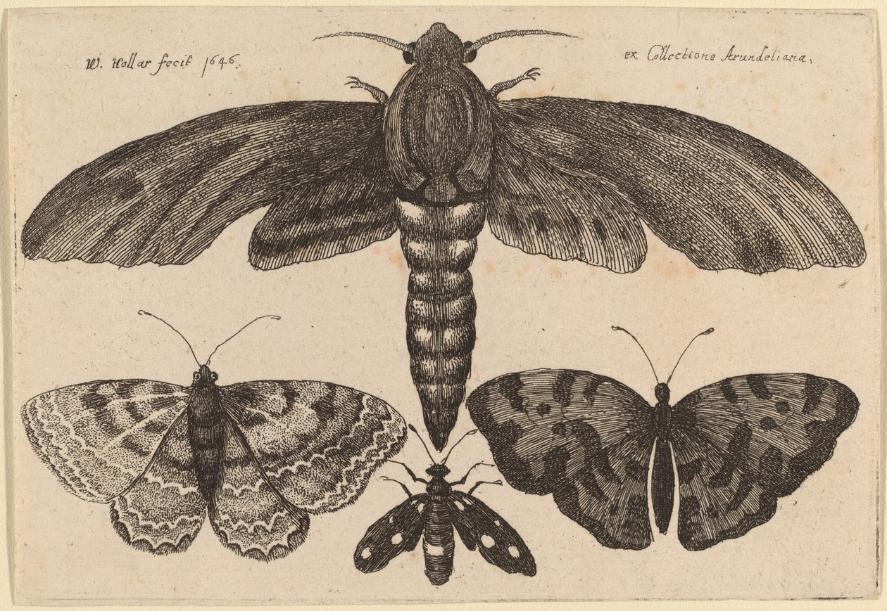 Moth and Three Butterflies by Wenceslaus Hollar