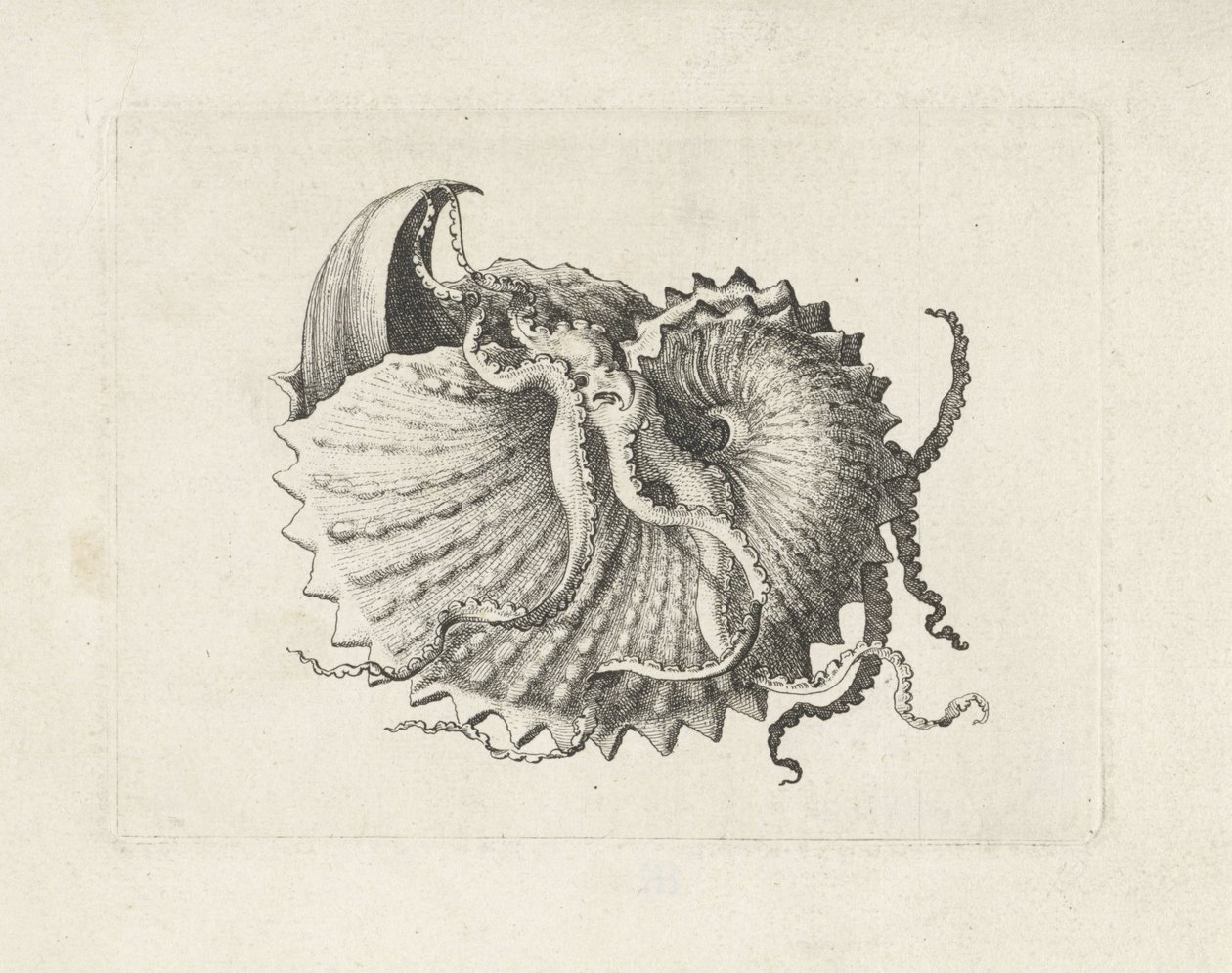 Shell, Argonauta Nodosa (Shells) by Wenceslaus Hollar