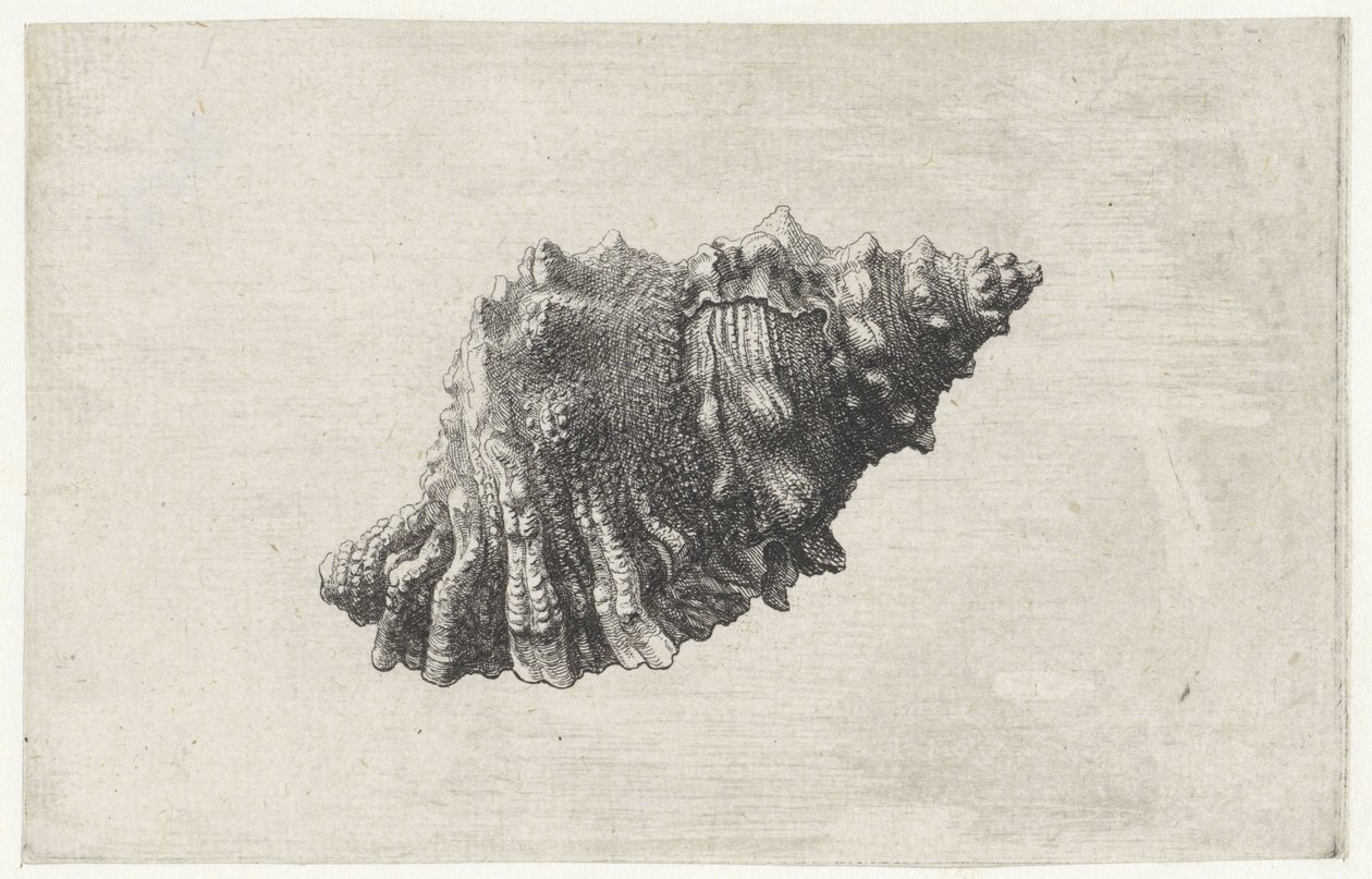 Shell, Bursa Rubeta by Wenceslaus Hollar