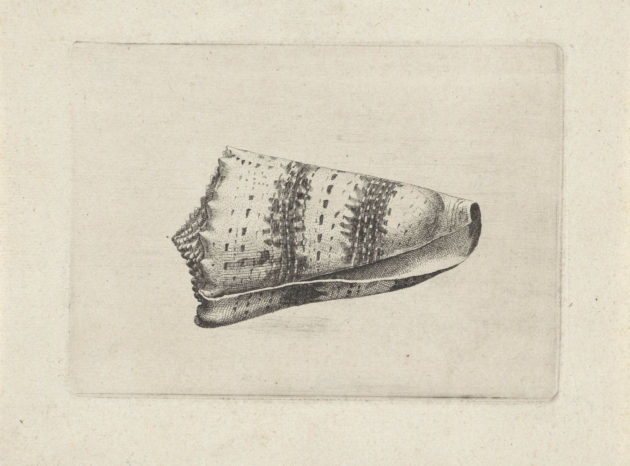 Shell, Conus Imperialis by Wenceslaus Hollar