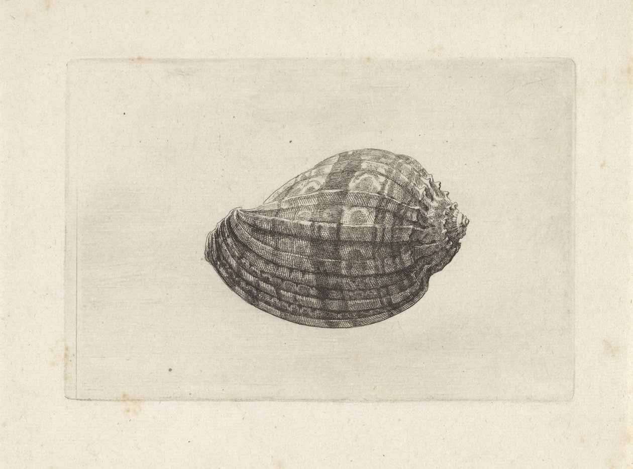 Shell, Harpa Major by Wenceslaus Hollar