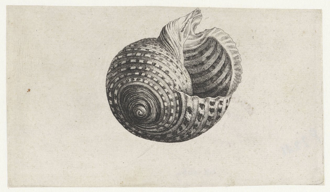 Shell, Tonna Dolium (series title: Shells) by Wenceslaus Hollar