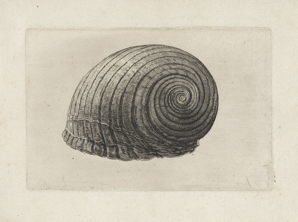 Shell, Tonna Galea by Wenceslaus Hollar