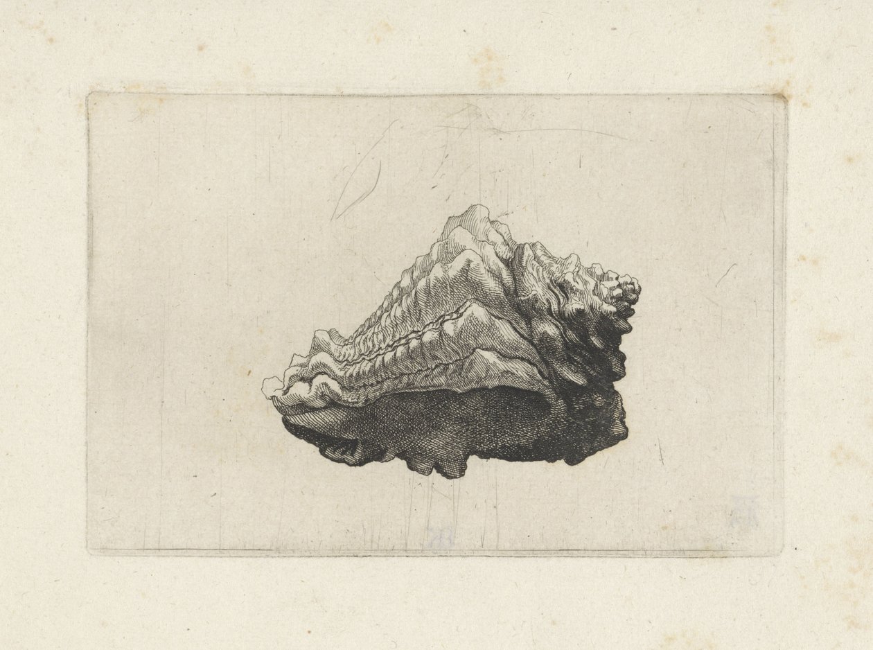 Shell, Vasum Muricatum Born by Wenceslaus Hollar