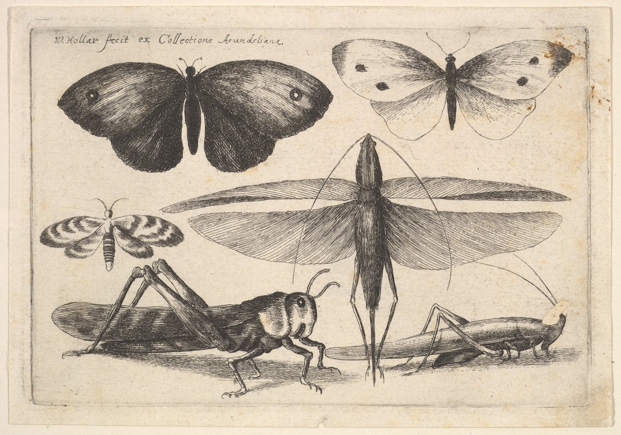 Six Insects by Wenceslaus Hollar