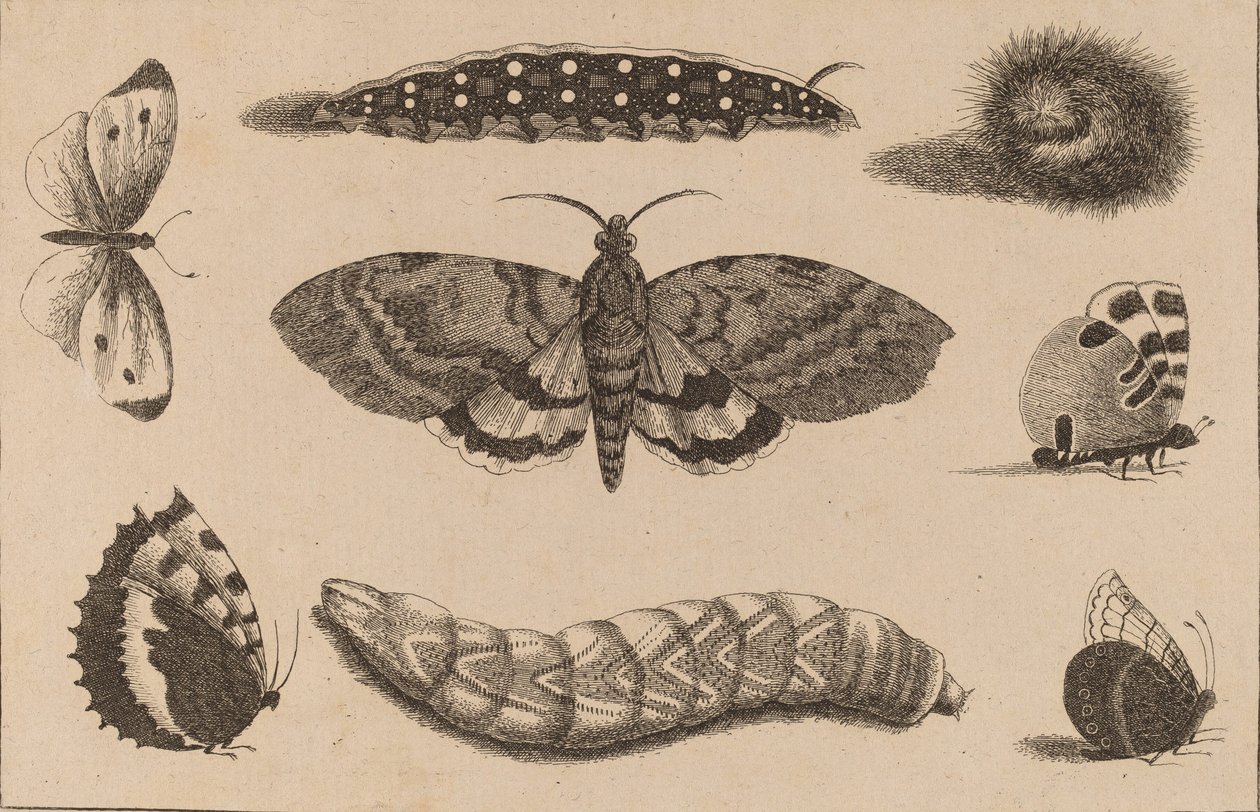 Three Caterpillars, a Moth, and Four Butterflies by Wenceslaus Hollar