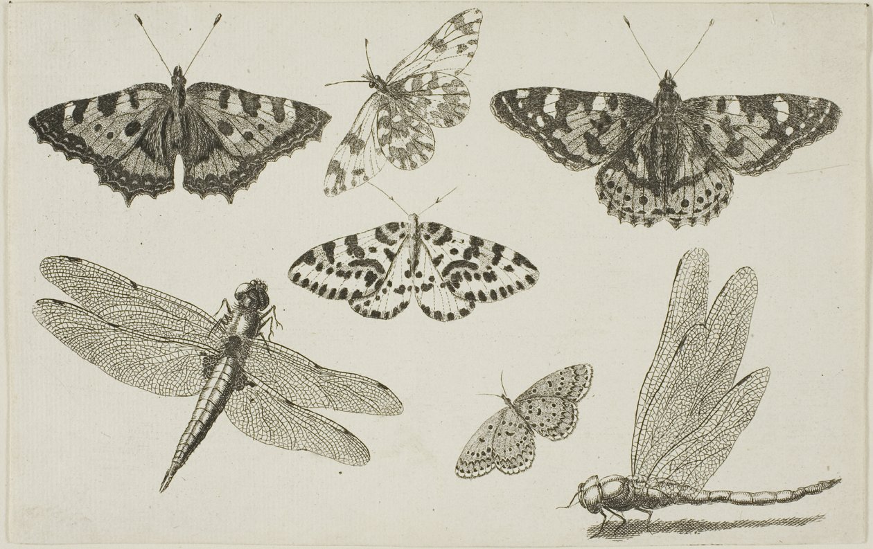 Two Dragonflies and Five Butterflies by Wenceslaus Hollar