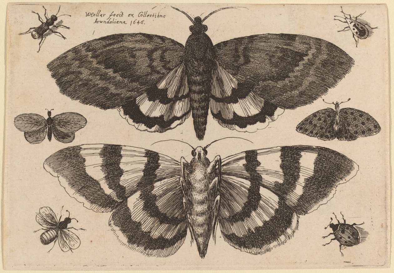 Two Moths and Six Insects by Wenceslaus Hollar