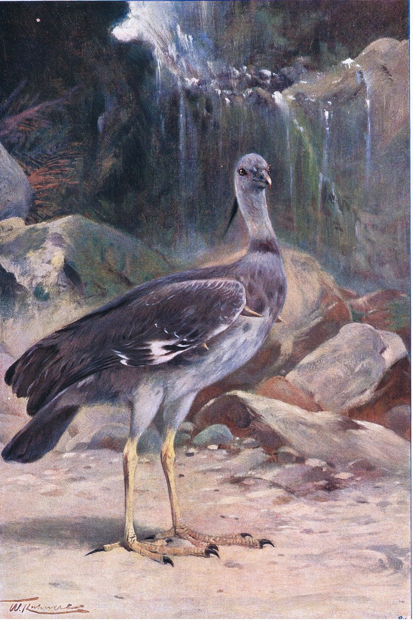 Crested Screamer, from Wildlife of the World by Wilhelm Kuhnert
