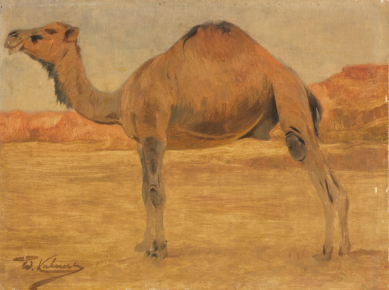 Dromedary by Wilhelm Kuhnert