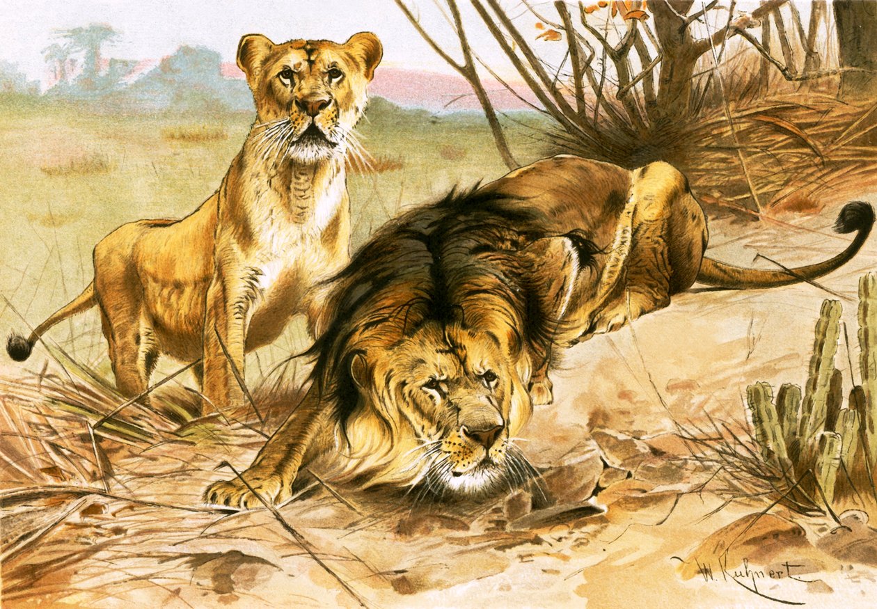 Lion and lioness by Wilhelm Kuhnert