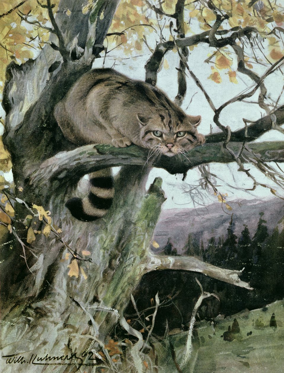 Wildcat in a Tree, 1902 by Wilhelm Kuhnert