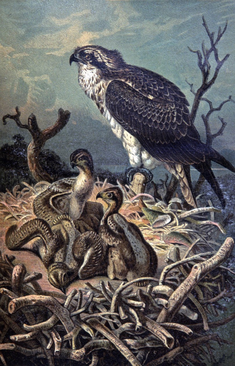 Osprey by Wilhelm Kuhnert
