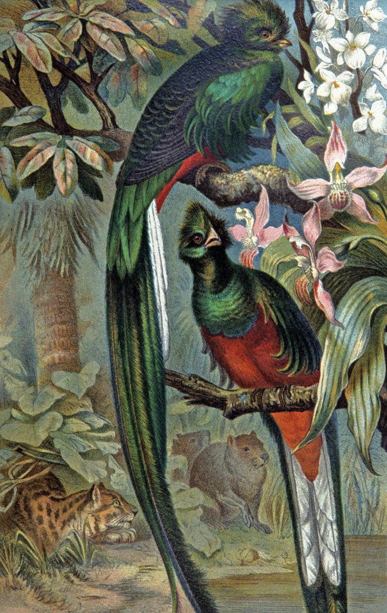 Quetzal Resplendent (illustration) by Wilhelm Kuhnert
