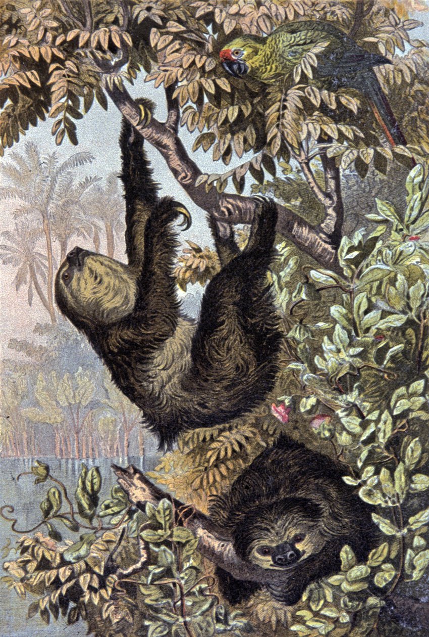 Sloth by Wilhelm Kuhnert