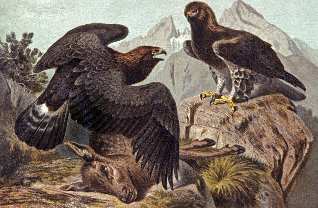 The Royal Eagle by Wilhelm Kuhnert