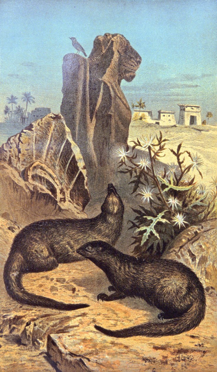 The rat of the pharaohs by Wilhelm Kuhnert